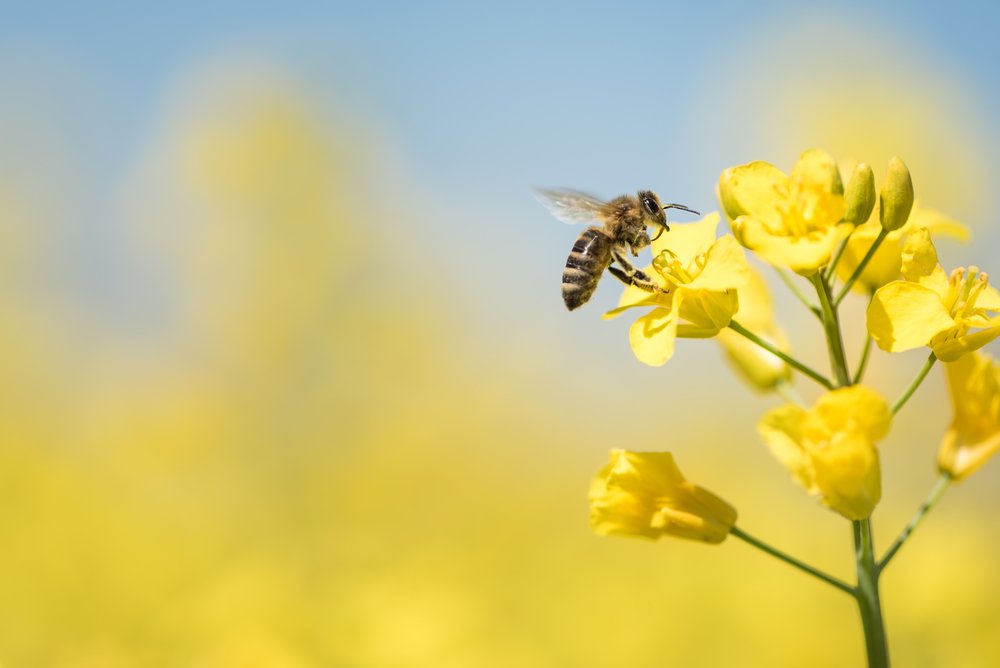 Oracle و پروژهی World Bee به دنبال توسعه زنجیره تامین عسل روی بلاک چین اوراکل هستند bee 23, مرداد 1405 bee