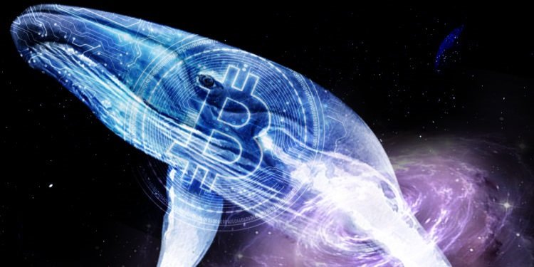 whale btc bitcoin tether