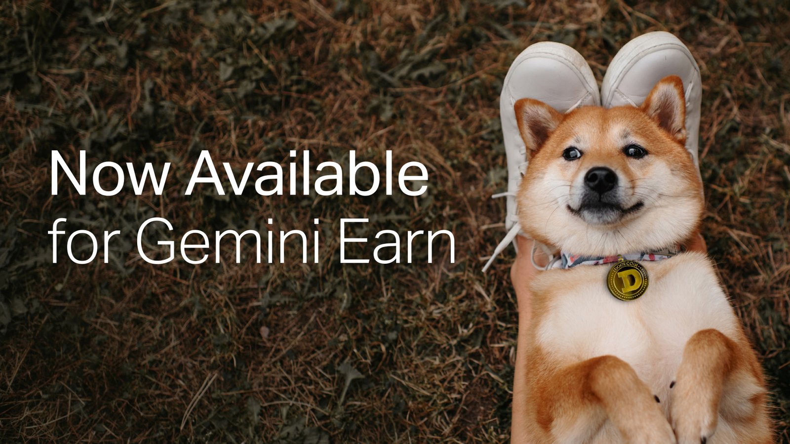 صرافی Gemini به دوجکوین سود سالانه اختصاص میدهد Blog Header doge earn 14, مرداد 1405 Blog Header doge earn