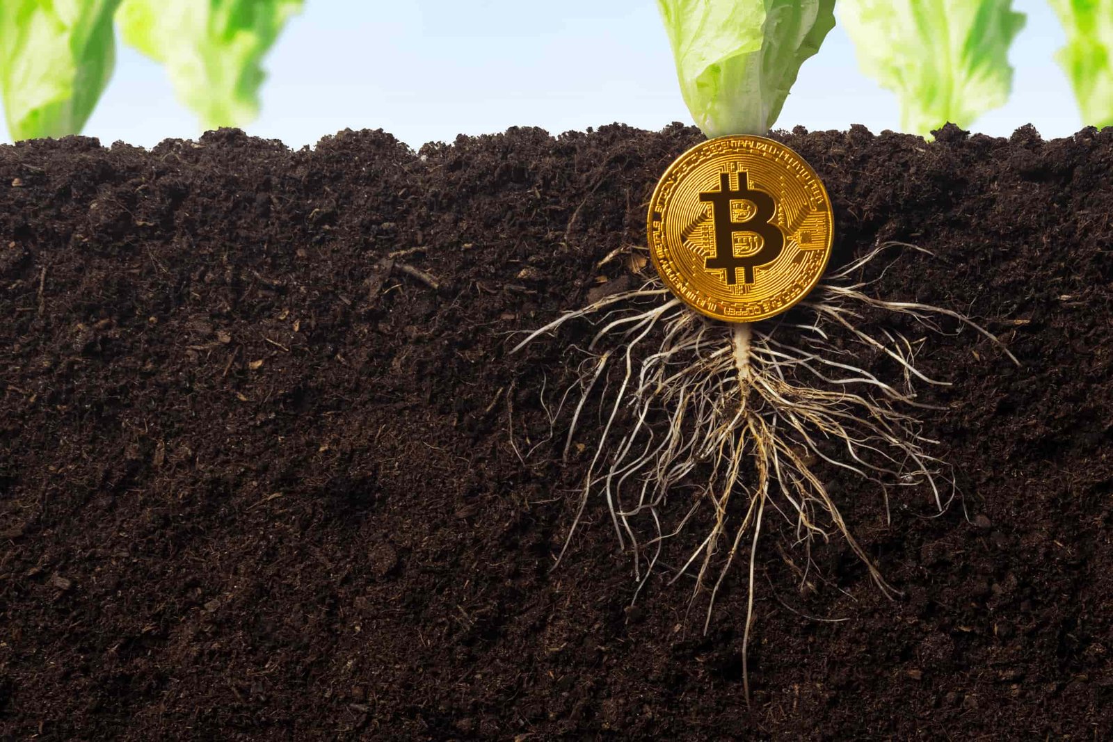 تپ‌ روت بیت کوین (Taproot) چیست؟