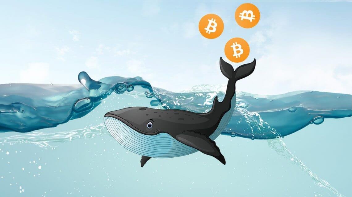 انتقال 100 میلیون دلار توسط یک نهنگ قدیمی بیتکوین article whale 1 1140x641 1 15, مرداد 1405 انتقال 100 میلیون دلار توسط یک نهنگ قدیمی بیتکوین